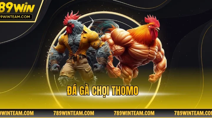 Đá gà chọi Thomo