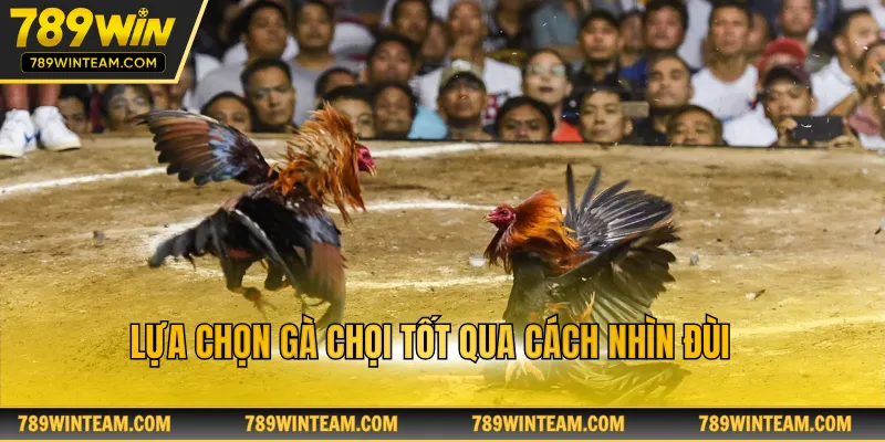 Lựa chọn gà chọi tốt qua cách nhìn đùi